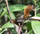 Red-tailed Squirrel - Sciurus granatensis