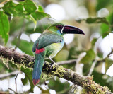 Crimson-rumped Toucanet - Aulacorhynchus haematopygus