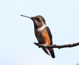 Purple-throated Woodstar - Calliphlox mitchellii