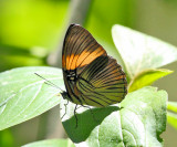 Adelpha lycorias