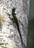 Keeled Whorltail Iguana - Stenocercus varius