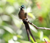 Violet-tailed Sylph - Aglaiocercus coelestis