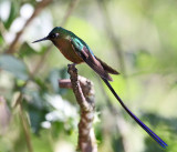 Violet-tailed Sylph - Aglaiocercus coelestis