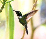 Wedge-billed Hummingbird - Schistes geoffroyi
