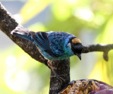 Golden-naped Tanager - Tangara ruficervix