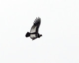 Andean Condor - Vultur gryphus