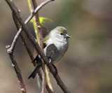 Hooded Siskin - Carduelis magellanica