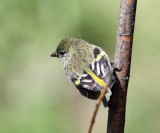 Hooded Siskin - Carduelis magellanica