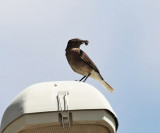 Black-billed Shrike-Tyrant - Agriornis montanus