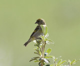 Hooded Siskin - Carduelis magellanica