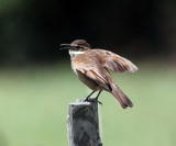 Stout-billed Cinclodes - Cinclodes excelsior