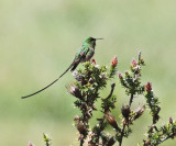 Black-tailed Trainbearer - Lesbia victoriae