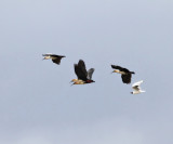 Black-faced Ibis - Theristicus melanopis