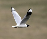 Andean Gull - Chroicocephalus serranus