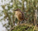 Tawny Antpitta - Grallaria quitensis