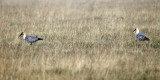 Black-faced Ibis - Theristicus melanopis