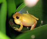 Executioner Clownfrog - Dendropsophus carnifex