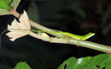 O'Shaughnessy's anole (Andes anole) female - Anolis gemmosus