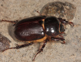 Rhinoceros Beetle - Dynastinae