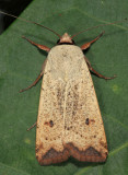 Green Cutworm Moth - Anicla infecta