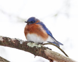 Eastern Bluebird - Sialia sialis