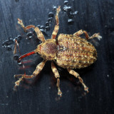 Conotrachelini