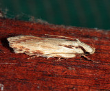 Gelechioidea
