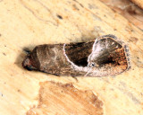 Elaphria deltoides