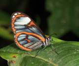 Beautiful Glasswing - Ithomia terra