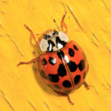 Multicolored Asian Lady Beetle - Harmonia axyridis