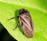 Cercopidae - Zulia sp.