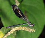 Polythore gigantea (female)