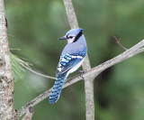 Blue Jay - Cyanocitta cristata