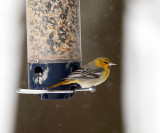 Bullocks Oriole - Icterus bullockii 