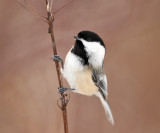 Black-capped Chickadee - Poecile atricapillus