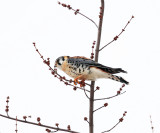 American Kestrel - Falco sparverius