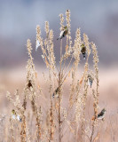 American Goldfinch - Spinus tristis