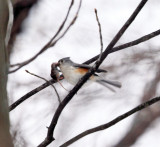 Tufted Titmouse carrying a shrew
