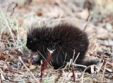 North American Porcupine - Erethizon dorsatum