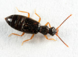 Lesteva pallipes