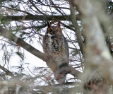 Great Horned Owl - Bubo virginianus