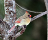 Northern Cardinal - Cardinalis cardinalis