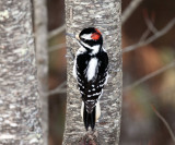 Hairy Woodpecker - Picoides villosus