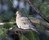 Mourning Dove - Zenaida macroura