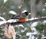 American Robin - Turdus migratorius