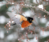 American Robin - Turdus migratorius