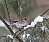 Dark-eyed Junco - Junco hyemalis