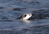 Sanderling - Calidris alba (taking a bath in the ocean)