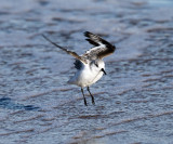 Sanderling - Calidris alba