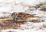 Lapland Longspur - Calcarius lapponicus